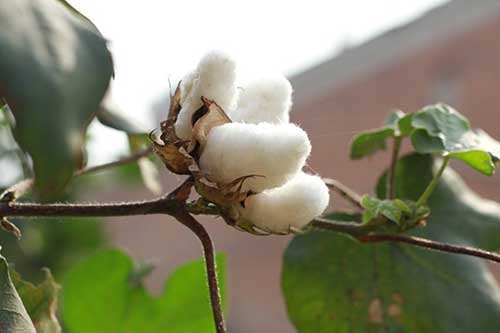 棉花整枝时间点及技术要求 棉花整枝时间点及技术要求