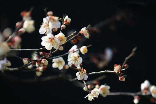 梅花品种有哪些?附梅花图片大全 梅花品种有哪些?附梅花图片大全