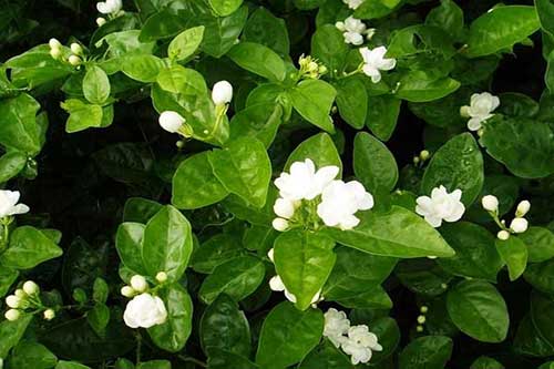 茉莉花的花语|茉莉花的繁殖|茉莉花的养殖 茉莉花的花语|茉莉花的繁殖|茉莉花的养殖