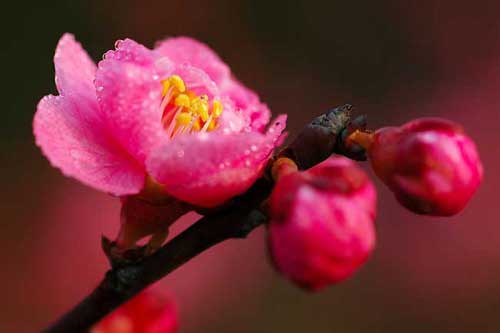 梅花品种有哪些?附梅花图片大全 梅花品种有哪些?附梅花图片大全