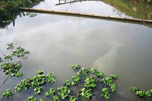 白鲢、鲤鱼、鲫鱼出血病防治方法
