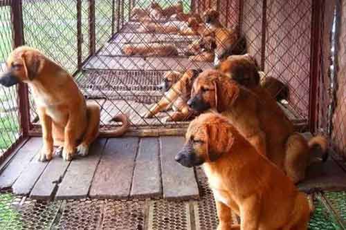 肉用犬养殖过程中常见病及防治方法