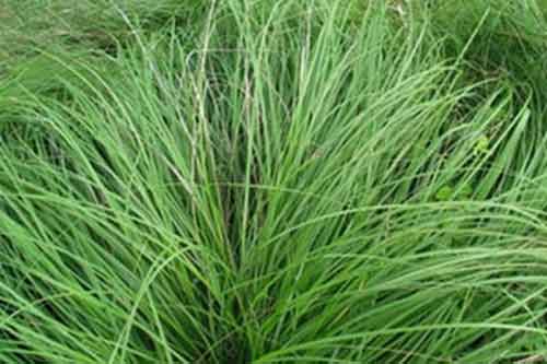 龙须草种植栽培技术及收获方法