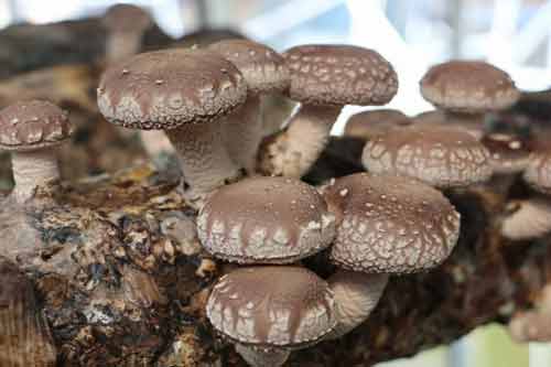 食用菌室内连续栽培获得高效益的方法