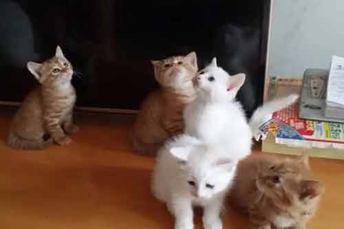 家猫繁殖的护胎、育仔及防病措施