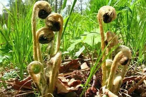 薇菜的营养价值和植物学特征