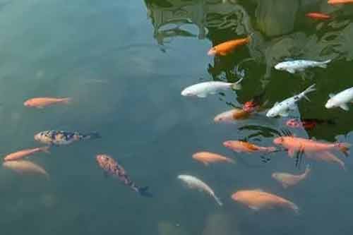 实现池塘养鱼高产高效需要做好哪些工作