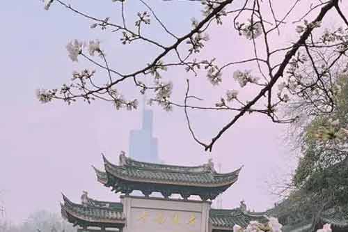 鸡鸣寺的樱花开了是什么意思？鸡鸣寺的樱花开了有哪些说法？