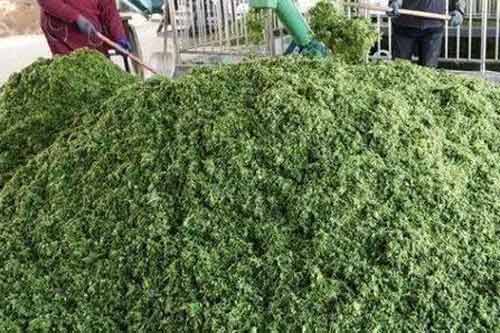 利用树叶做畜禽饲料的加工调制方法