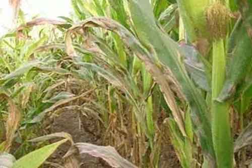 玉米种植过程中发生青枯病应该怎样防治 玉米种植过程中发生青枯病应该怎样防治