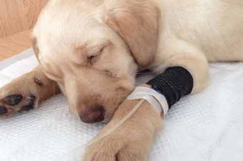 犬瘟热病症状以及犬瘟热病治疗方法
