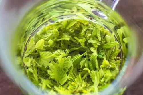 桑茶功效作用以及制作过程