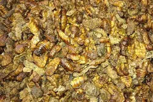 利用蚕蛹作畜禽饲料的各种配方介绍