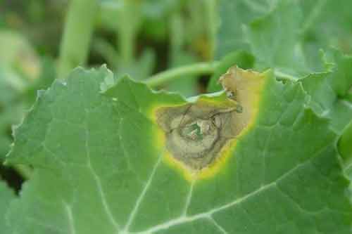 春季发生油菜菌核病怎样防治？