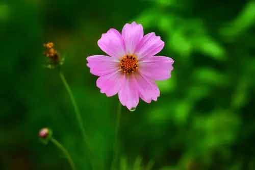 格桑花是一种什么花？格桑花图片分享