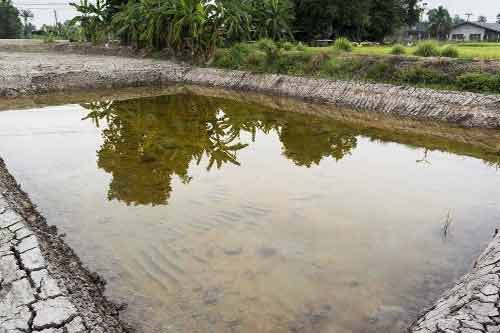 池塘养鱼需要注意哪些植物性敌害的防治措施
