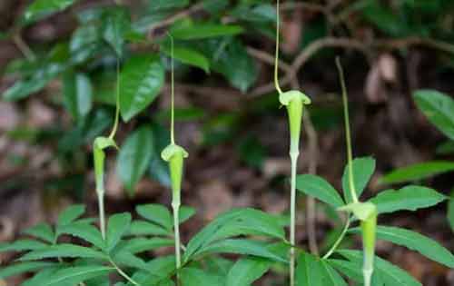 天南星种植技术以及病虫害防治方法