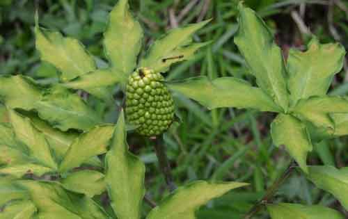 天南星种植技术以及病虫害防治方法
