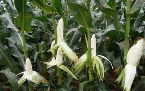 糯玉米种植管理以及科学化控方法 糯玉米种植管理以及科学化控方法