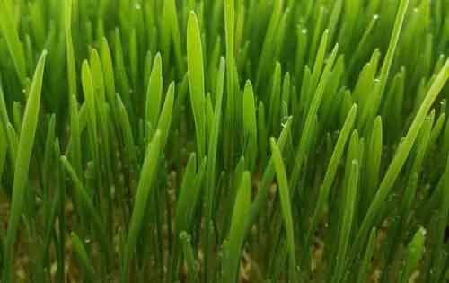 推广绿色种植技术的意义是什么？