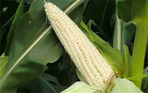 糯玉米种植管理以及科学化控方法