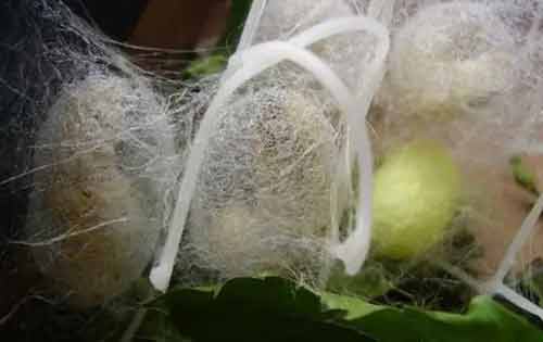 蚕结茧前的征兆有哪些？养蚕经验分享