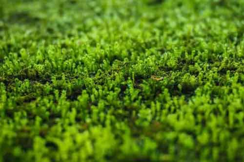 苔藓植物长不高是因为什么原因造成的？苔藓植物为什么长不高？