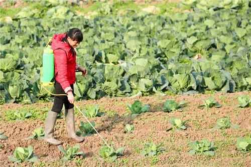 菜地使用化学除草剂需要注意什么？