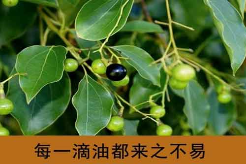 樟脑和樟油生产工艺流程及操作方法