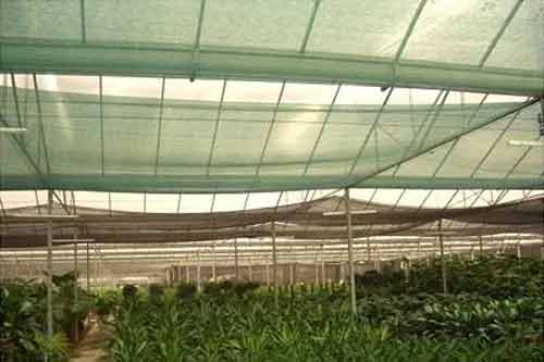 种植和栽培蔬菜使用遮阳网方法及注意事项