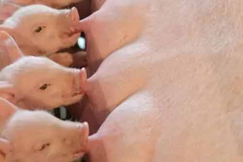 哺乳仔猪科学补料以及饲养管理方法
