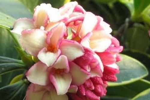 瑞香花种植栽培方法及日常管理要点 瑞香花种植栽培方法及日常管理要点