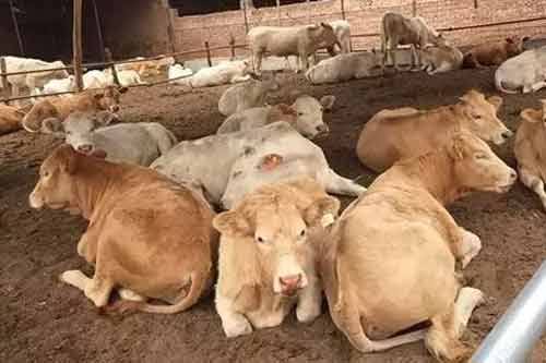 养牛过程中发生牛病怎么办？分享常见牛病简易防治方法
