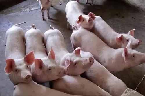 分享十三种养猪节省饲料的方法