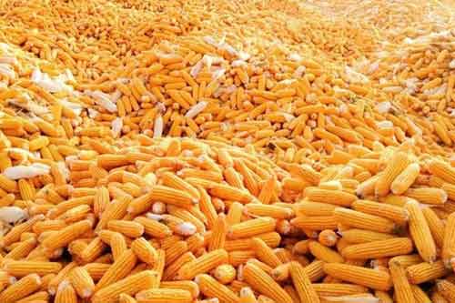 粮食大涨价预示着什么?谈谈粮食价格上涨对经济的影响 粮食大涨价预示着什么?谈谈粮食价格上涨对经济的影响