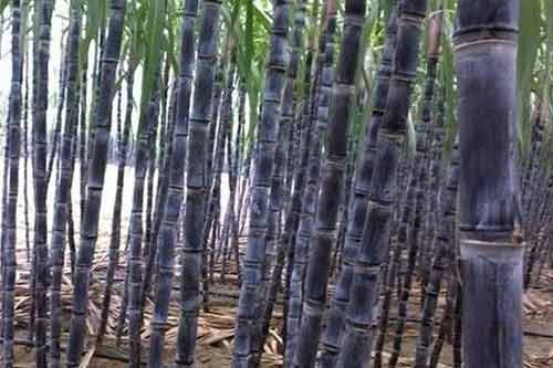 甘蔗有几种?甘蔗产地、品种以及区别 甘蔗有几种?甘蔗产地、品种以及区别