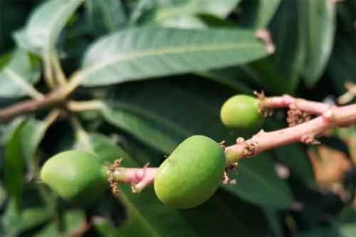 芒果成果期发生蛀果蛾、吸果夜蛾以及芒果实蝇虫害应该怎样防治