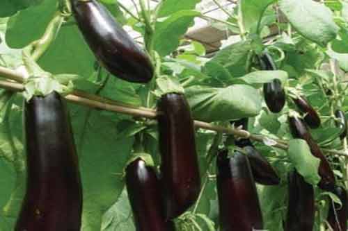 茄子最忌使用什么肥料？茄子施肥有哪些注意事项？