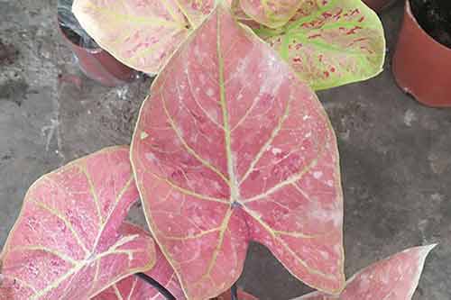 名贵盆栽绿植高端花卉品种有哪些? 名贵盆栽绿植高端花卉品种有哪些?