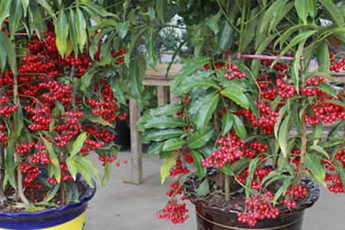 名贵盆栽绿植高端花卉品种有哪些? 名贵盆栽绿植高端花卉品种有哪些?