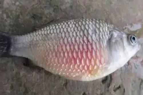 利用肉眼观察和诊断鱼病的三个方法