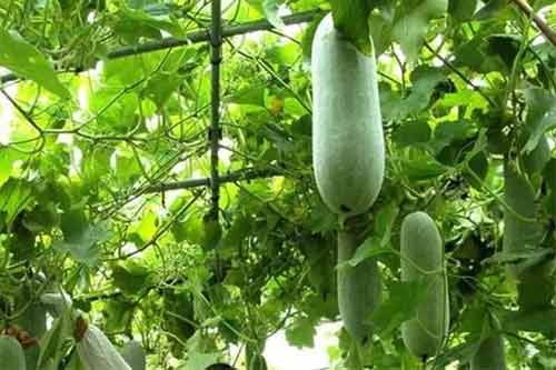 冬瓜一次种植三次采收的高产方法