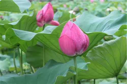 荷花形态特征、繁殖技术以及花期控制方法