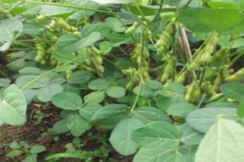 毛豆的营养价值、功效以及毛豆种植管理方法介绍 毛豆的营养价值、功效以及毛豆种植管理方法介绍