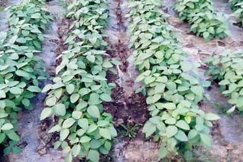 毛豆的营养价值、功效以及毛豆种植管理方法介绍 毛豆的营养价值、功效以及毛豆种植管理方法介绍
