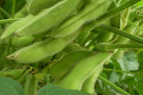 毛豆的营养价值、功效以及毛豆种植管理方法介绍 毛豆的营养价值、功效以及毛豆种植管理方法介绍