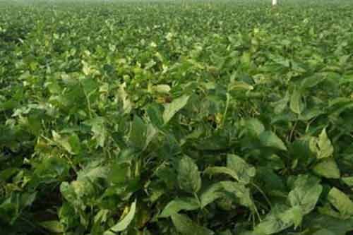 毛豆的营养价值、功效以及毛豆种植管理方法介绍 毛豆的营养价值、功效以及毛豆种植管理方法介绍