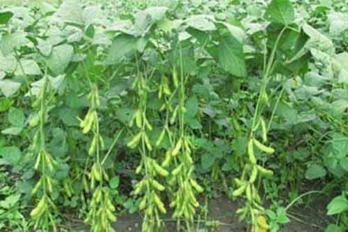 毛豆的营养价值、功效以及毛豆种植管理方法介绍 毛豆的营养价值、功效以及毛豆种植管理方法介绍