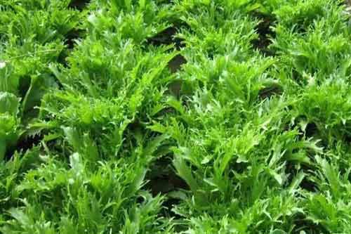 苦菊种植技术以及田间病虫害防治措施