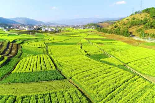 农业种植大全一般都包含哪些种类？